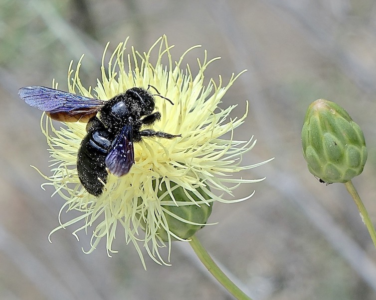 carpenter bee